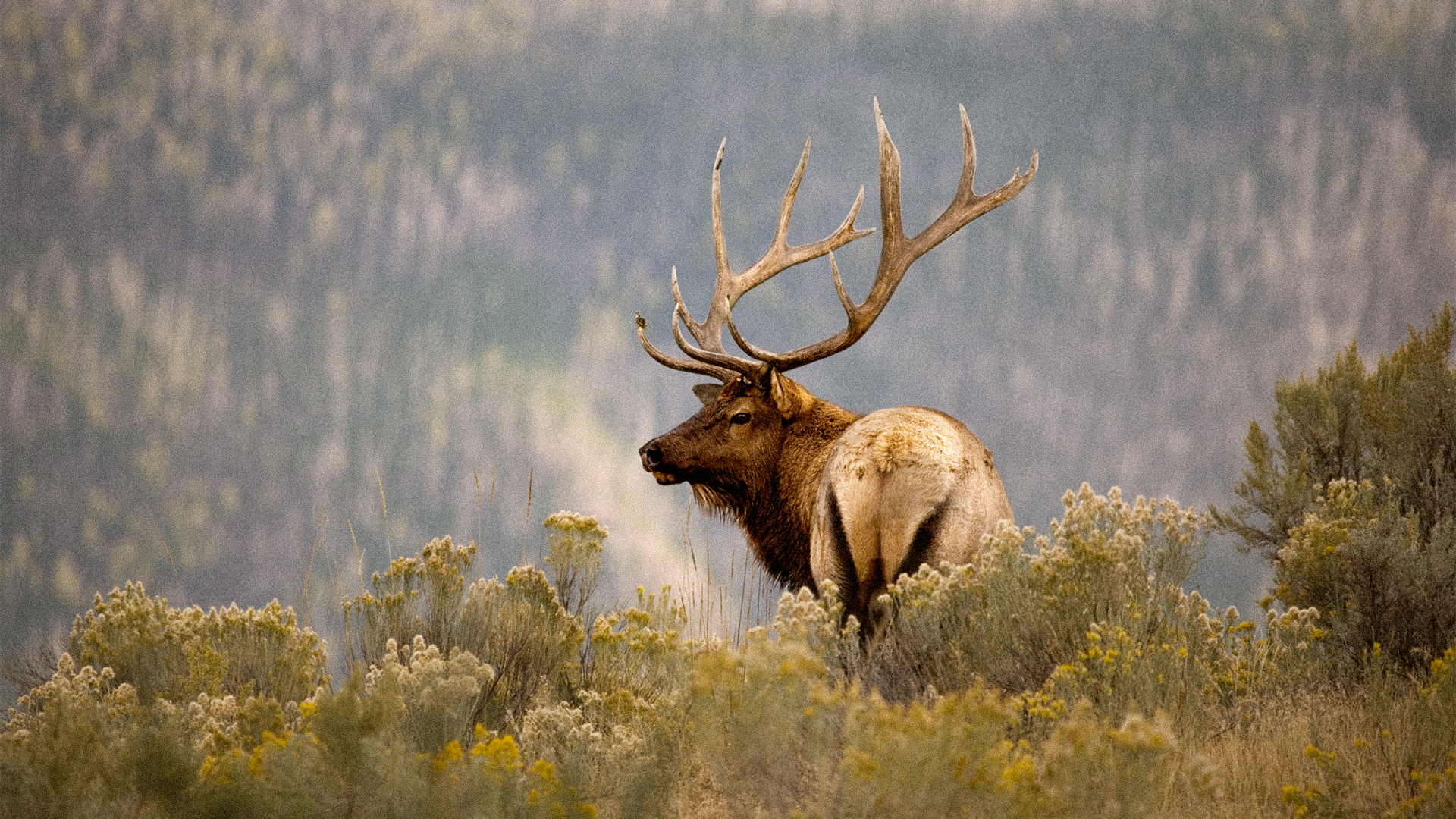 Rocky Mountain Elk standing in a grassy field by the mountain - life at Big Sky Quarry