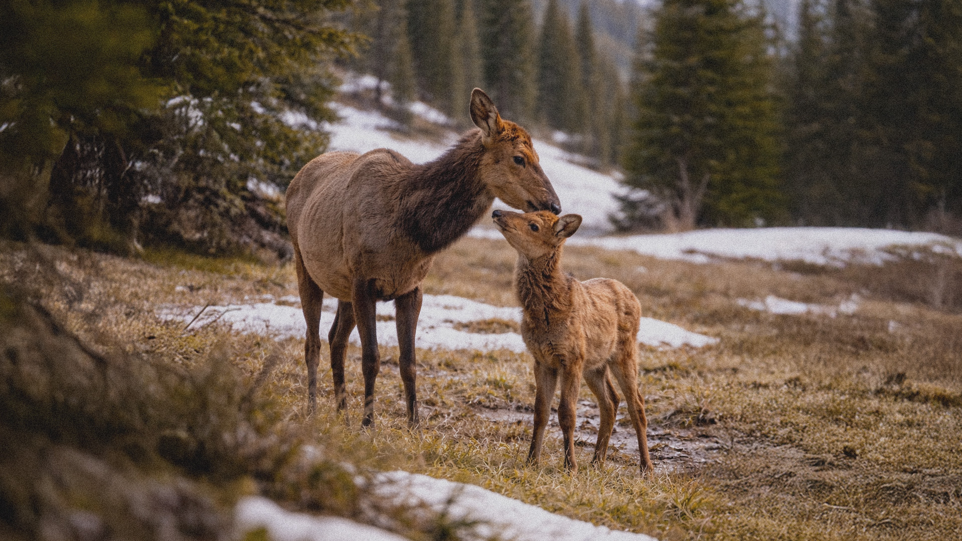 A mother elk and her calf stand together in a snowy forest clearing during spring shoulder season in Big Sky, Montana, surrounded by pine trees.