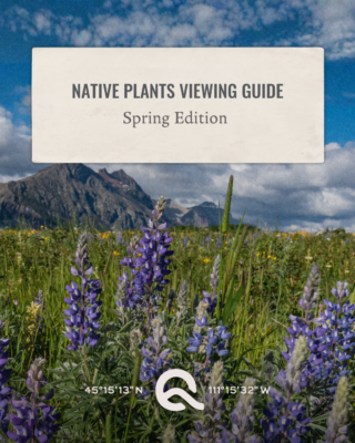 Big Sky Quarry's Native Plants Viewing Guide: Spring Edition