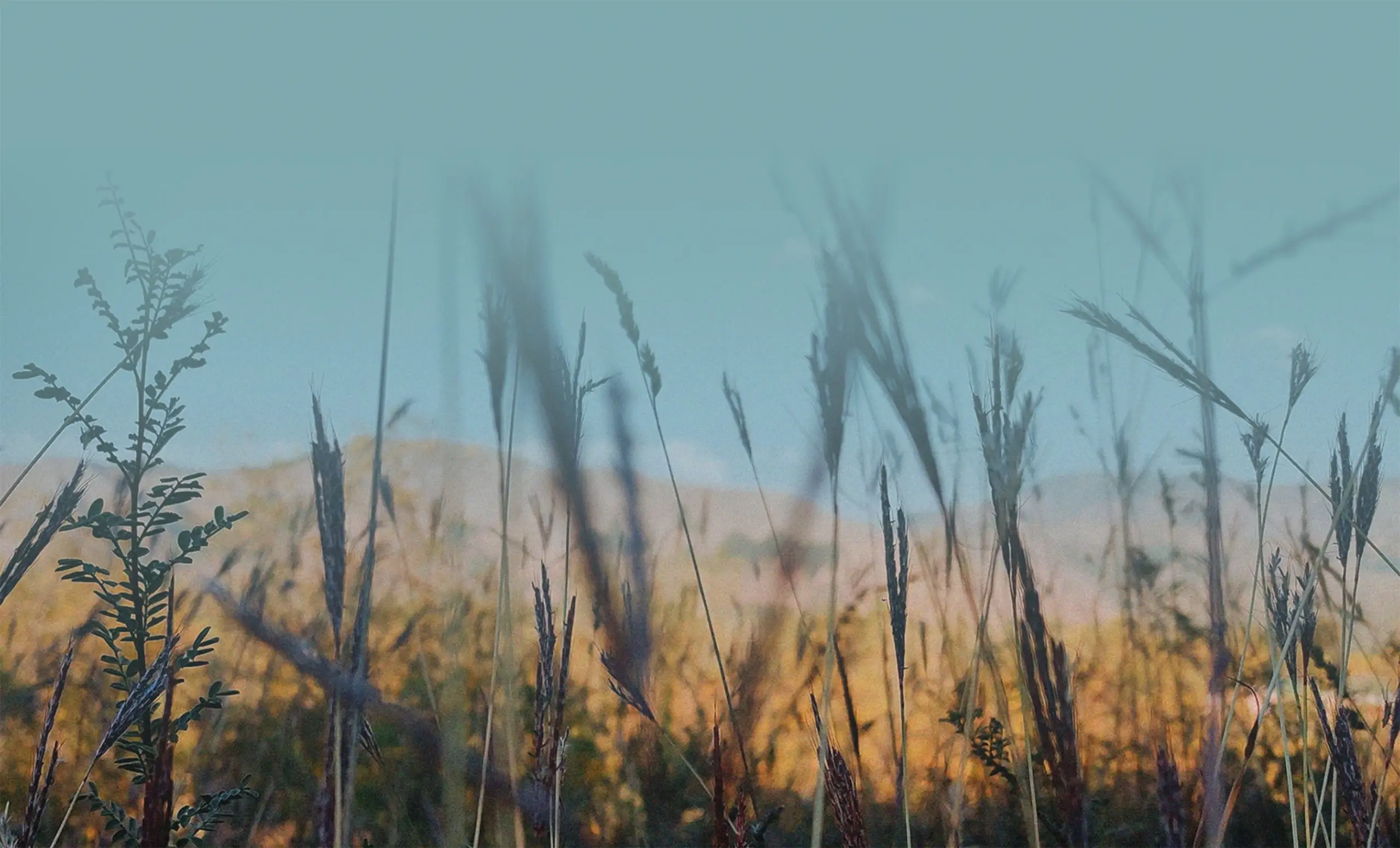 closeup of grassy mountain plain with a blue color overlay